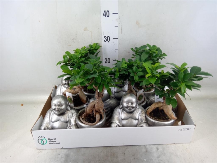 <h4>Ficus microcarpa 'Ginseng'</h4>