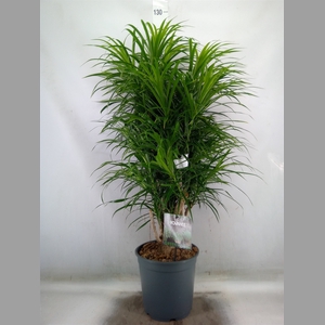 Dracaena refl. 'Anita'