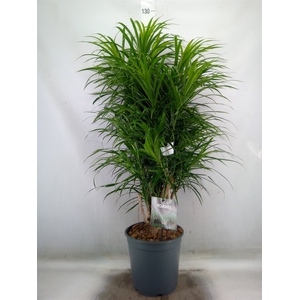 Dracaena refl. 'Anita'