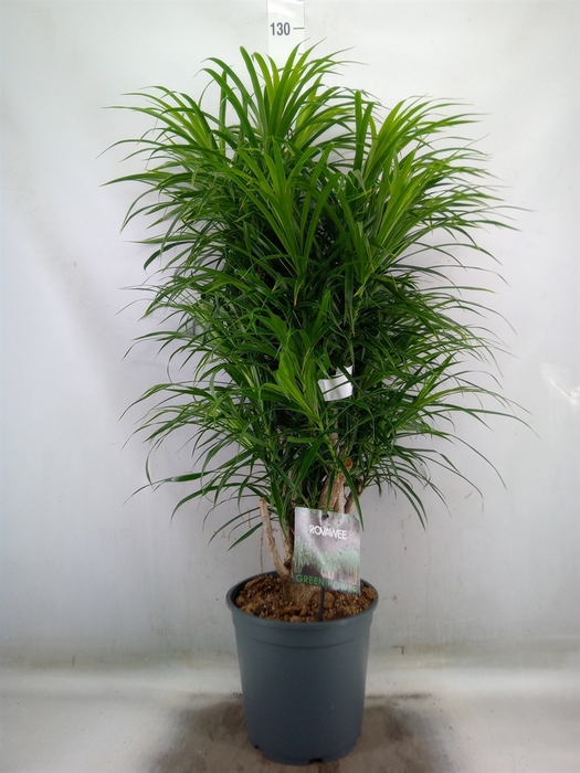 <h4>Dracaena refl. 'Anita'</h4>