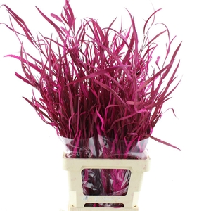 Grevillea Klb Cerise