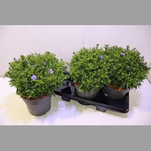 Aster D Al Purple Ro