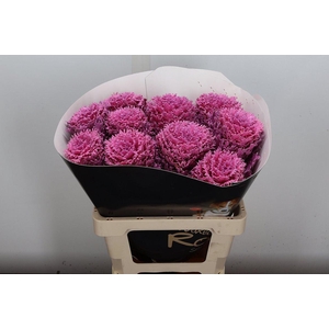 Brassica Wx (crane) Roze