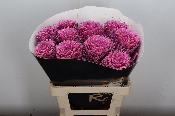 <h4>Brassica Wx (crane) Roze</h4>