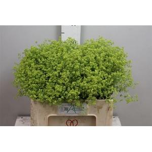 Alchem M Robustica