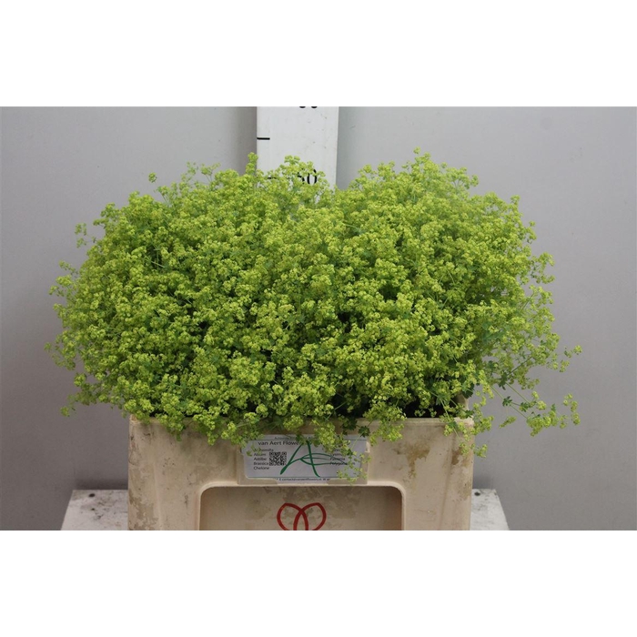 <h4>Alchem M Robustica</h4>
