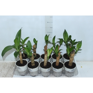 DRACENA VARIADO P12