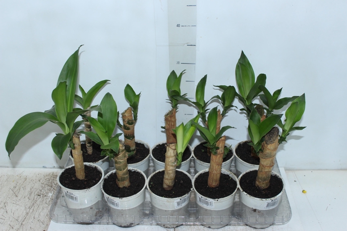 <h4>DRACENA VARIADO P12</h4>