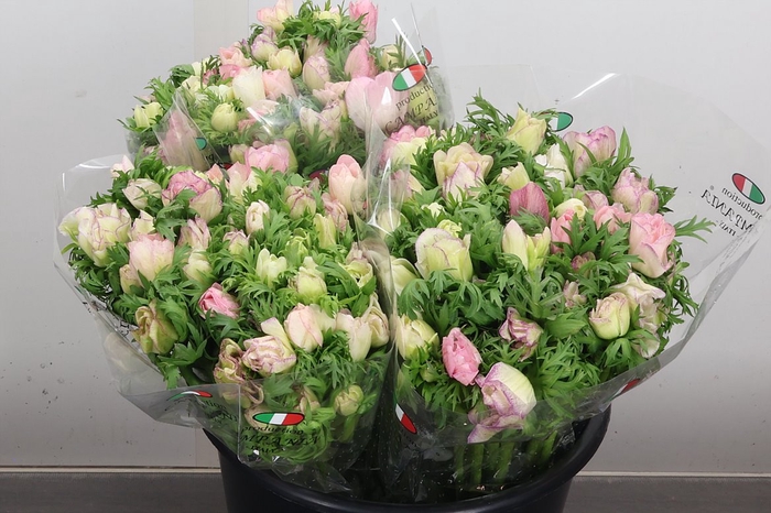 <h4>Anem It White Pink</h4>