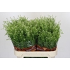 Lepidium Green Bell