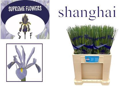 <h4>Iris Shanghai Licht Blauw</h4>