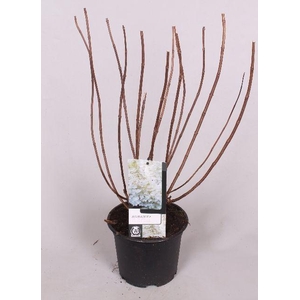 Hydrangea paniculata Silver Dollar 19 cm