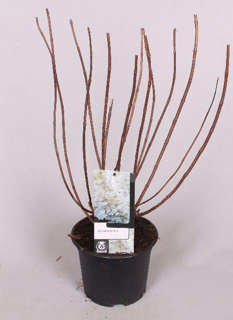 <h4>Hydrangea paniculata Silver Dollar 19 cm</h4>