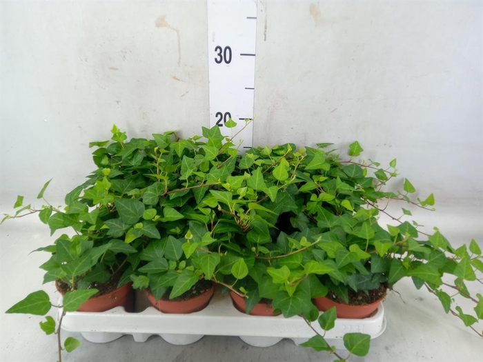 <h4>Hedera helix 'Anna'</h4>