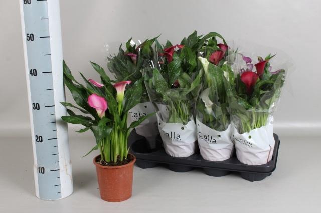 <h4>ZANT GEM 4 KL</h4>