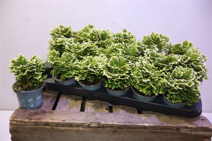 <h4>arr8 Selag M Jori</h4>