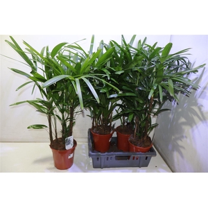 Rhapis Excelsa