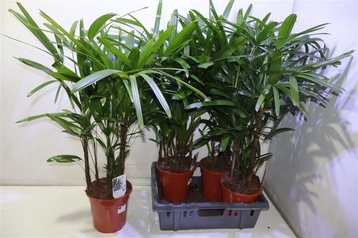 <h4>Rhapis Excelsa</h4>