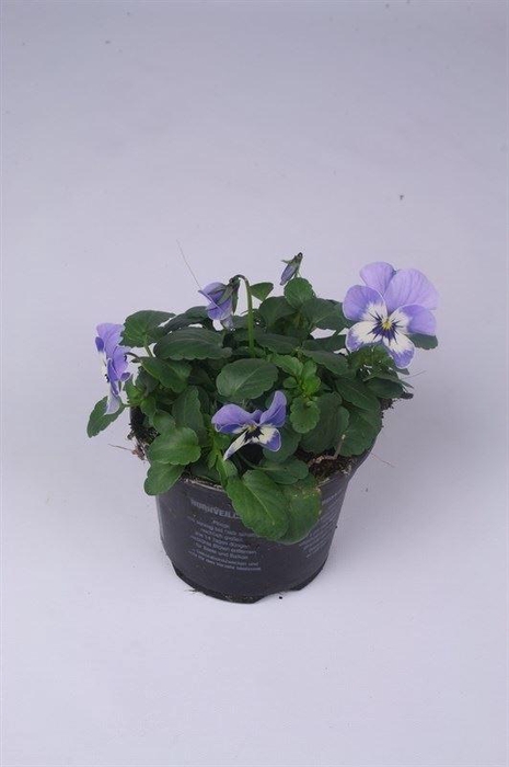 <h4>Viola corn. 'Evo Mini Marina'</h4>