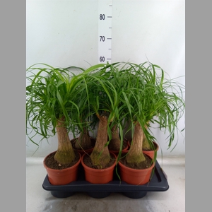 Beaucarnea recurvata