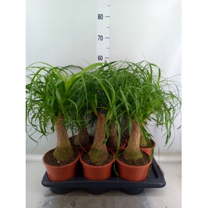 Beaucarnea recurvata