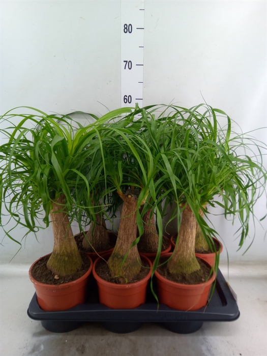 <h4>Beaucarnea recurvata</h4>