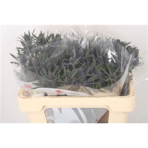 Eryngium Mag Blue Lagoon