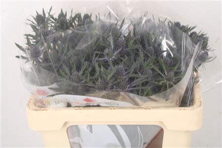 <h4>Eryngium Mag Blue Lagoon</h4>