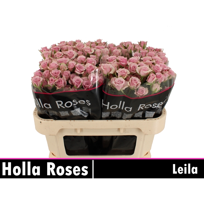 <h4>Leila</h4>