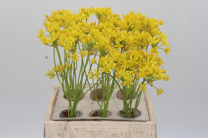 <h4>Allium Moly Jeannine</h4>
