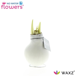 arr4 Amaryllis VH - Waxz White