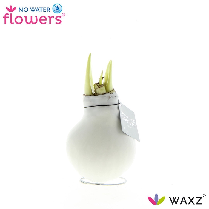 <h4>arr4 Amaryllis VH - Waxz White</h4>