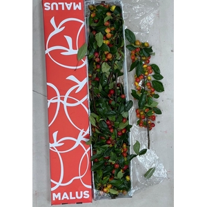 MALUS GORGEOUS