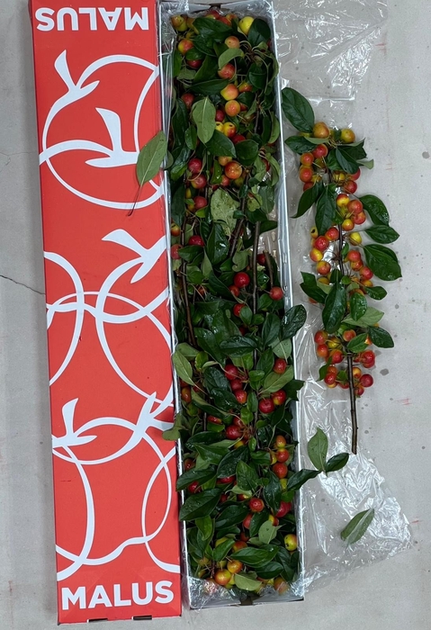 <h4>MALUS GORGEOUS</h4>
