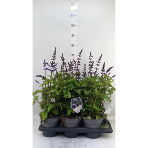 Salvia  'Salgoon Lake Blueberry'