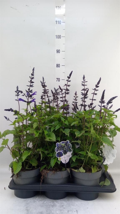 <h4>Salvia 'Salgoon Lake Blueberry'</h4>