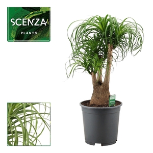 Beaucarnea vertakt 27 cm (Scenza)