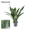 Sansevieria Aubrytniana Dragon (Decorum)