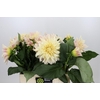 Dahlia Cafe Au Lait Creme