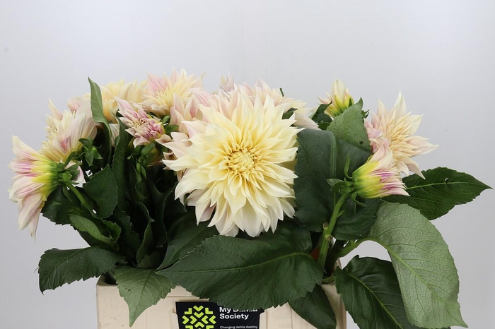 <h4>Dahlia Cafe Au Lait</h4>