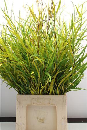 <h4>Grevilea Geel</h4>
