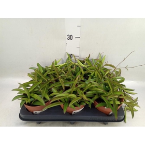 Hoya wayetii