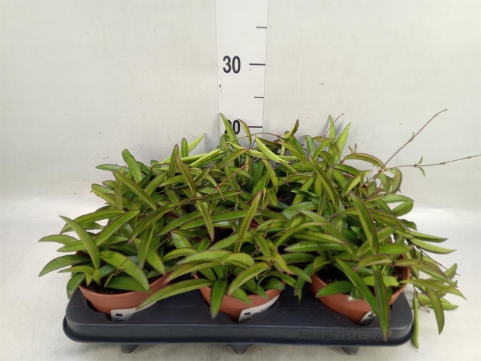 <h4>Hoya wayetii</h4>