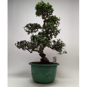 Carmona S-shape Bonsai in sierpot 40 cm