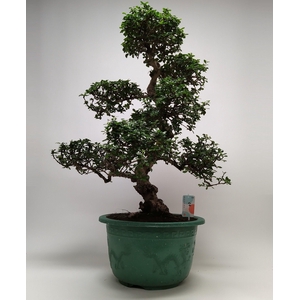 Carmona S-shape Bonsai in sierpot 40 cm