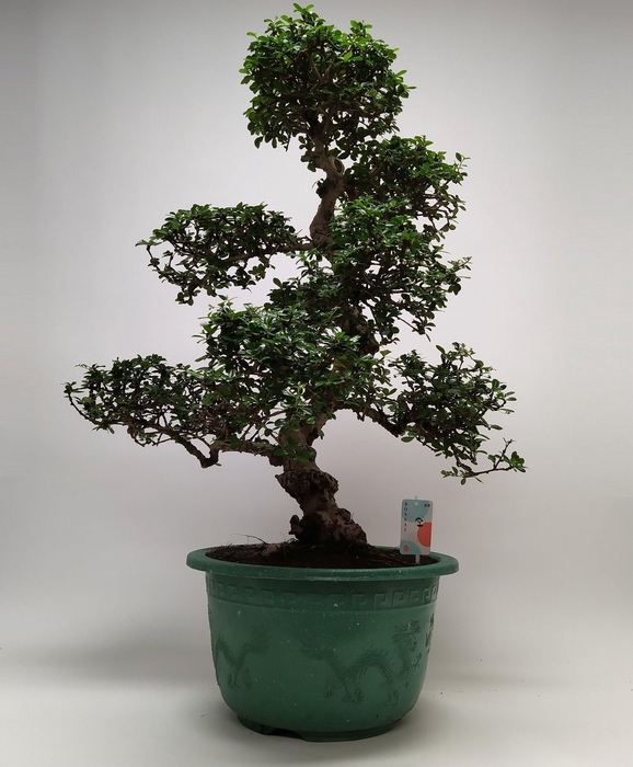<h4>Carmona S-shape Bonsai in sierpot 40 cm</h4>