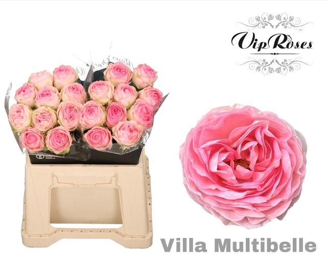 <h4>R GR VILLA MULTIBELLE</h4>