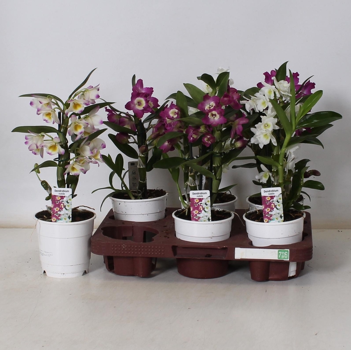 <h4>DENDR N GEM</h4>