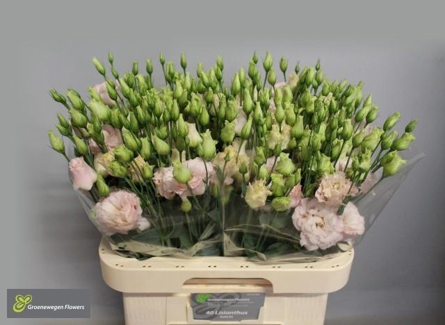 <h4>EUS G CHAC SOFT PINK</h4>