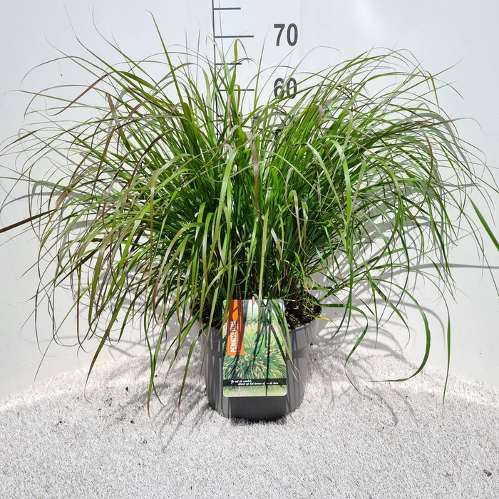<h4>Pennisetum Alo. Viridescens P26</h4>